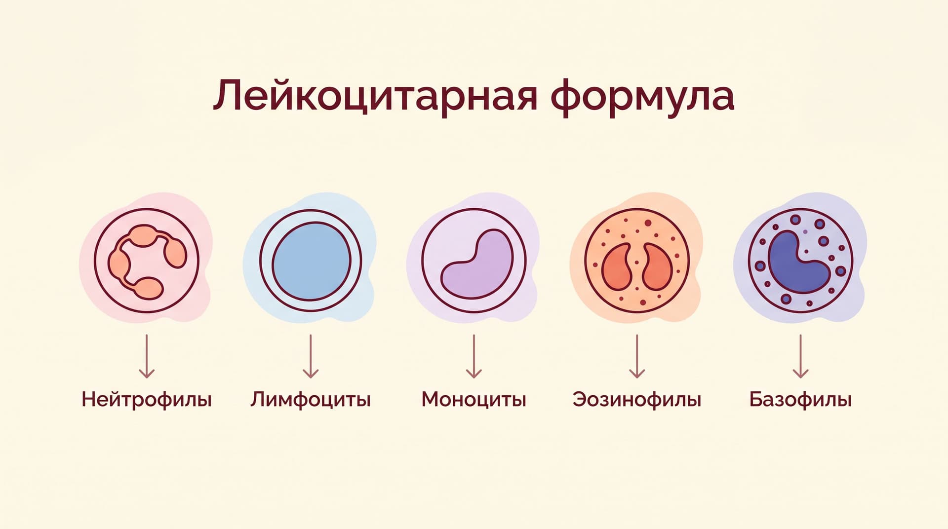 Схема пяти типов лейкоцитов: нейтрофилы, лимфоциты, моноциты, эозинофилы, базофилы