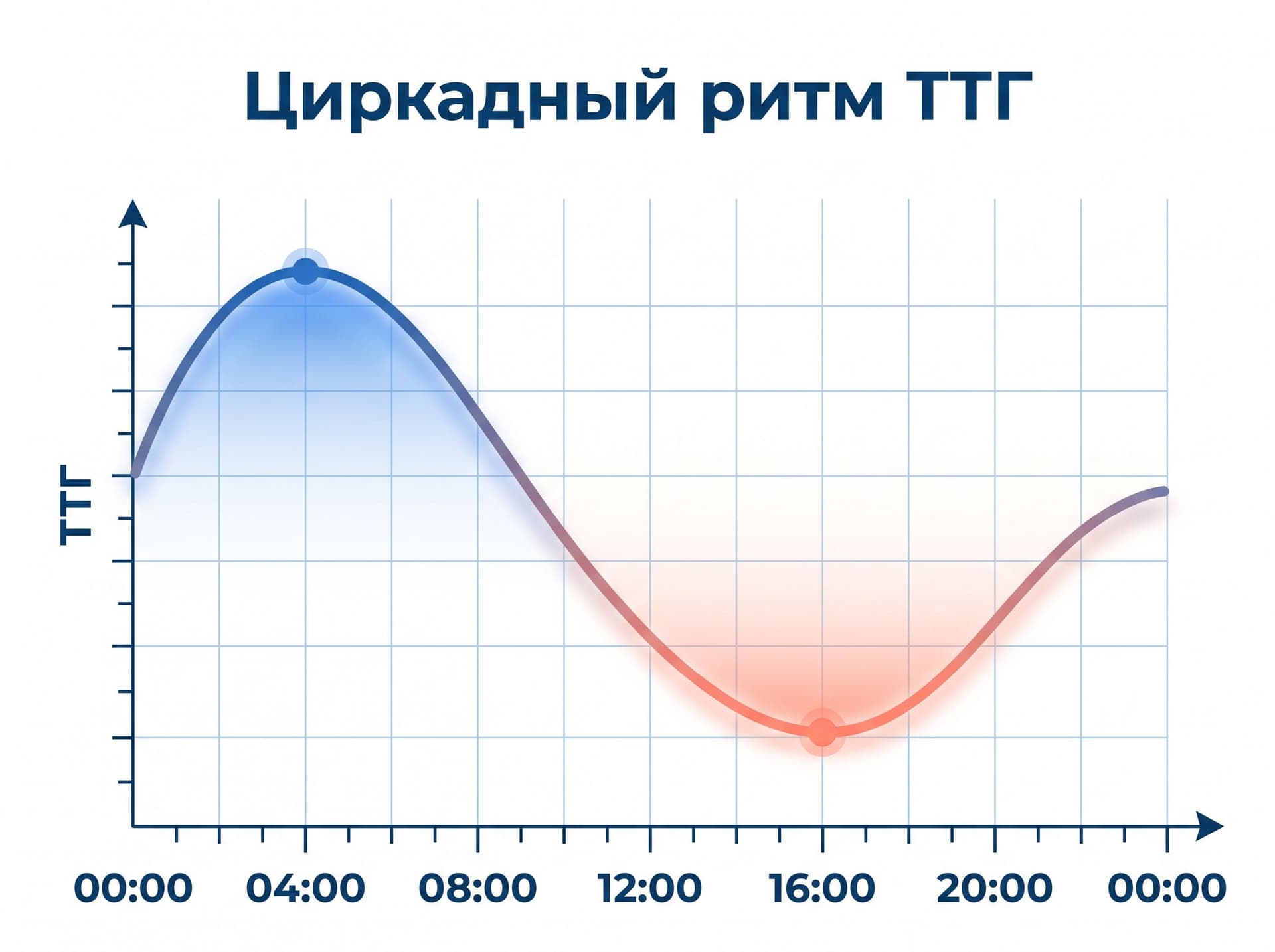 График суточного ритма ТТГ с ночным пиком