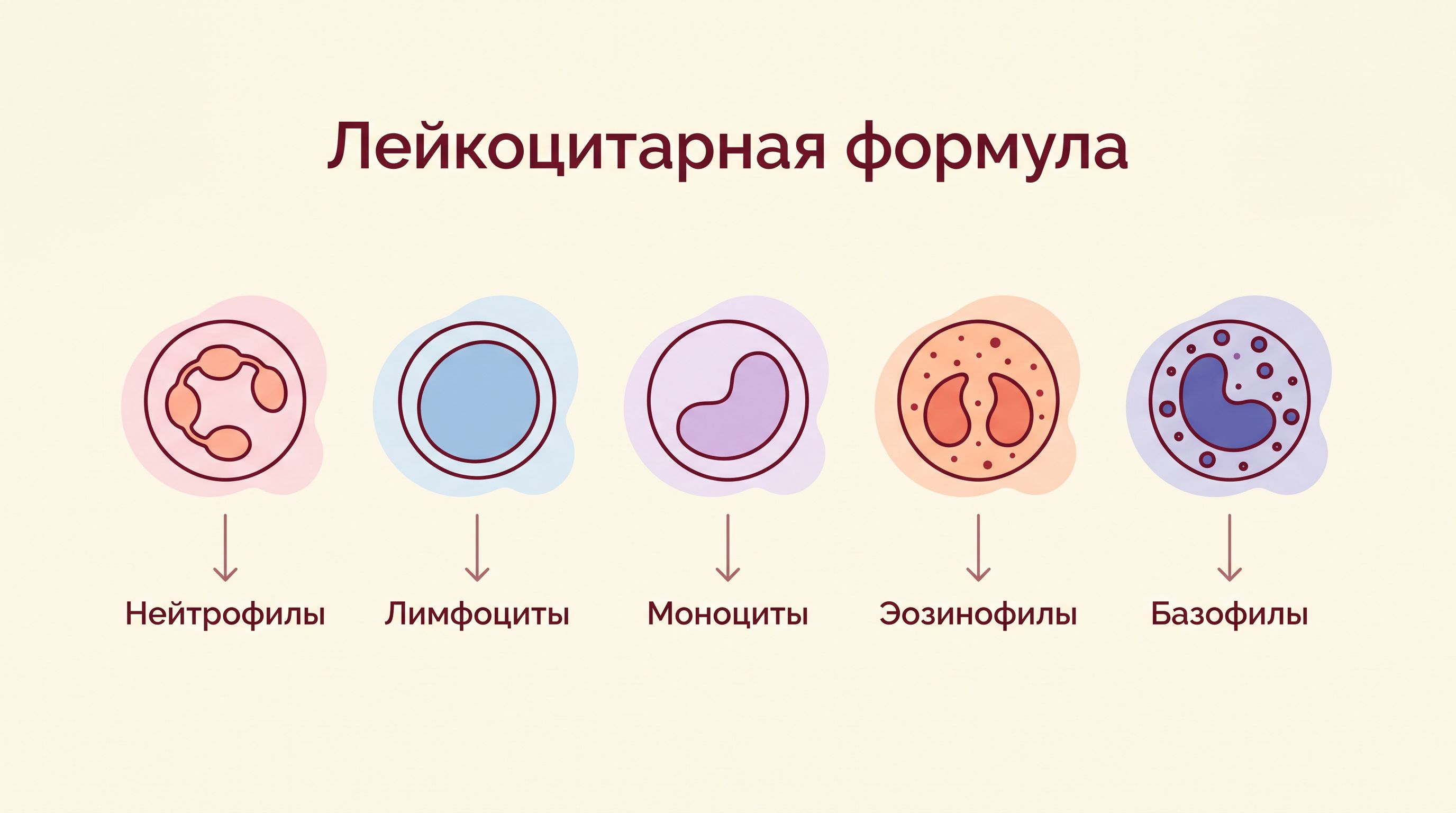 Схема пяти типов лейкоцитов: нейтрофилы, лимфоциты, моноциты, эозинофилы, базофилы