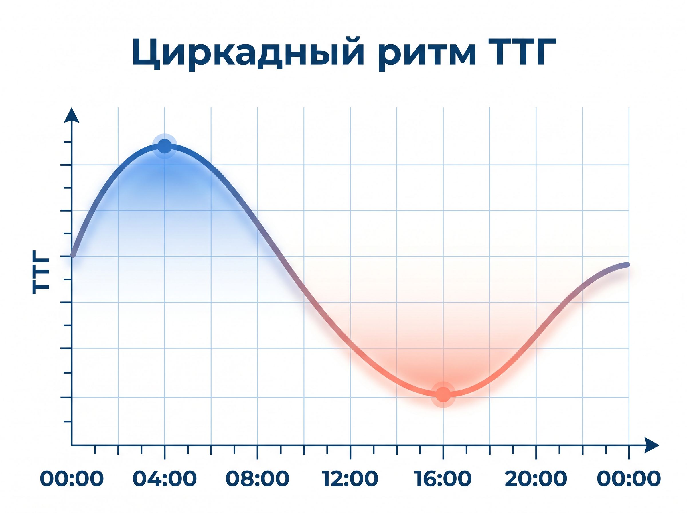 График суточного ритма ТТГ с ночным пиком